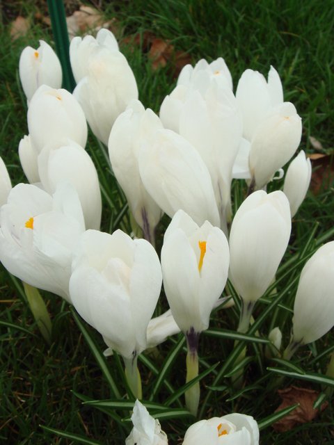Crocus vernus 'Jeanne d'Arc' pergola